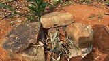 蓝莓酱偶遇烤竹笋，美味至极，小伙吃得津津有味