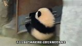 吃货大熊猫碰瓷大竹笋,竹笋倒在身上太Q弹了,镜头记录搞笑一幕