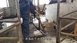 牛儿后腿发炎化脓，一刀将其划开，画面让人不忍直视！