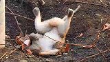 猴子触电手臂烧焦，性命虽保四肢难动