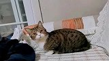 猫咪听着女主人训小主人，这反应跟男主人的反应有的一拼！