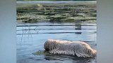 湖中出现一只白毛怪物，当它爬上岸让人笑出声