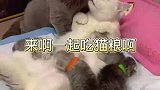 来啊一起吃猫粮啊