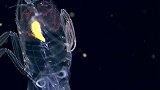 完全透明的海底生物是什么