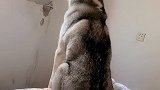 外面有狗了