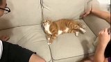 橘猫家暴啊,这日子没法过了