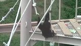 实拍：黑猩猩真会玩儿