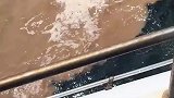 黄河渤海分界，游客感觉十分神奇