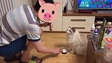 教布偶猫按铃，智商都加给颜值了，网友：美就完事了！