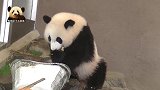 熊猫宝宝对精美的“胡萝卜花”没兴趣，最爱的还是竹子！