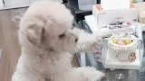 旺财过生日，龙肉球也想吃蛋糕，龙肉球竟然到处溜须拍马