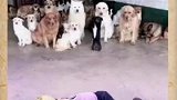 必须是单挑，狗子们也挺懂规矩，讲狗德！