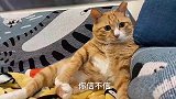 主人对着小猫说再见，乖巧的猫不要他，小猫一脸不相信