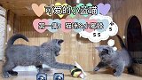 东北大叔音，分分钟出戏却莫名其妙不违和