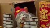 猫有我在，没意外，这招财猫也太幸福了