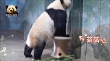小卖铺窗口太高，聪明的熊猫贝贝想出好办法，动作滑稽可爱到爆