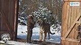 来见识一下真正的东北虎体型到底有多大,网友：简直望而生畏!