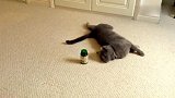 猫咪闻到瓶子里的味道后就躺下了，浑身不自在