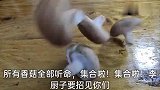 如何把香菇吃出鲍鱼的感觉