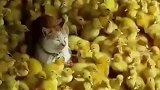 鸭子将猫咪团团包围，猫咪见状不为所动