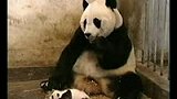 小熊猫打喷嚏 把它妈都给雷到了-8月25日