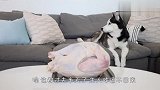 主人让哈士奇看着食物，结局会怎么样？差点笑出眼泪