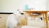 新来的小奶猫被大猫狂追，上演了一出猫咪版流星花园