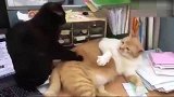 当你朋友说你胖的时候，猫咪的这个反应太真实了
