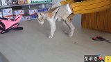 受伤的小猫被赶出家门，快饿死时遇见了好心人，看哭了