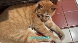 家里出了内鬼！我的猫竟然和院子里的流浪猫里应外合