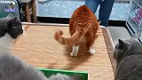 为抢猫薄荷棒，几只胖猫大打出手，场面一度失控