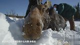 一只驼鹿被困雪中 整整10小时 竟没被冻死