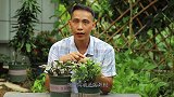 夏季养蟹爪兰，做好这2防，安全度过夏天变简单