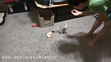 主人训练小狐狸学坐姿 零食都吃完了 还是没学会