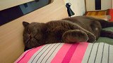 招猫逗狗一日游
