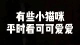 布偶猫看着很可爱，一洗澡就变成了“秃驴”，还会口吐芬芳