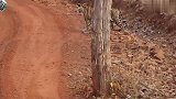 实拍老虎横穿山路，近距离看这只纹身大兽，这气场还有谁