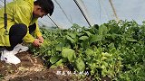 正宗内蒙特色涮羊肉，配上纯天然自家种的蔬菜，吃完还想再来一顿