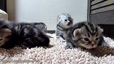 毯子上的小猫咪们，这呆萌的小模样，真是可爱！