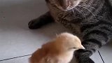 猫：我都不想理你，你还强吻我！