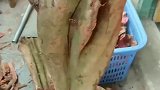 从山上挖过来这么多鸡血藤，然后再进行加工，鸡血藤价格瞬间上升