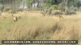 雄狮也有猪队友：关键时刻抛弃兄弟，独自逃命