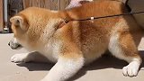 和你家秋田一起看忠犬八公，你会哭的更厉害