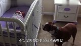 狗狗帮助宝宝偷零食,不料老妈一个回马枪,狗狗的举动太搞笑了!