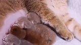 这猫生了五个儿子高兴得合不拢嘴了