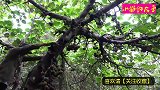 进山发现这棵野果树，切开一个后，看着就甜到心里