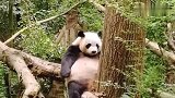 熊猫：忍一时越想越气，退一步越想越亏！