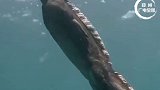 哥斯拉的原型—海鬣蜥！别看它长得凶却吃素，是世界上唯一能适应海洋生活的鬣蜥！ 哥斯拉大战金刚