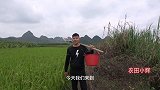小辉发现田埂边池子里有动静，抓起一看高兴了，这是什么鱼啊