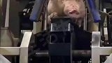 新型杀猪神器，二师兄耳朵都瞬间支棱了